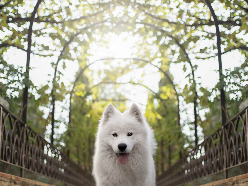 Oriane Pouzot Photographe Canin