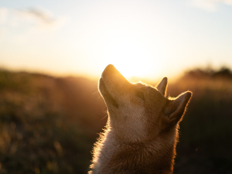 Oriane Pouzot Photographe Canin