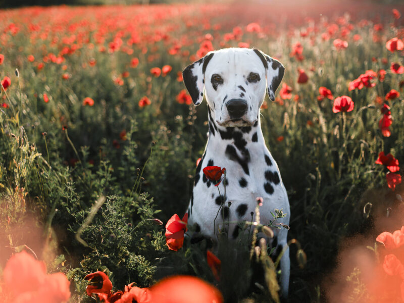 Oriane Pouzot Photographe Canin