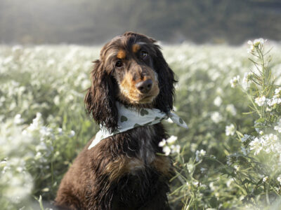 Oriane Pouzot Photographe Canin